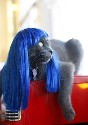 Illustration for article titled Glamorous Cat Wigs